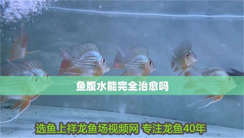 魚腹水能完全治愈嗎