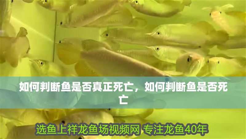 如何判斷魚是否真正死亡，如何判斷魚是否死亡