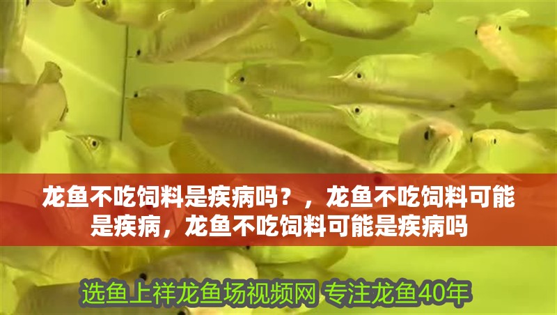龍魚不吃飼料是疾病嗎？，龍魚不吃飼料可能是疾病，龍魚不吃飼料可能是疾病嗎