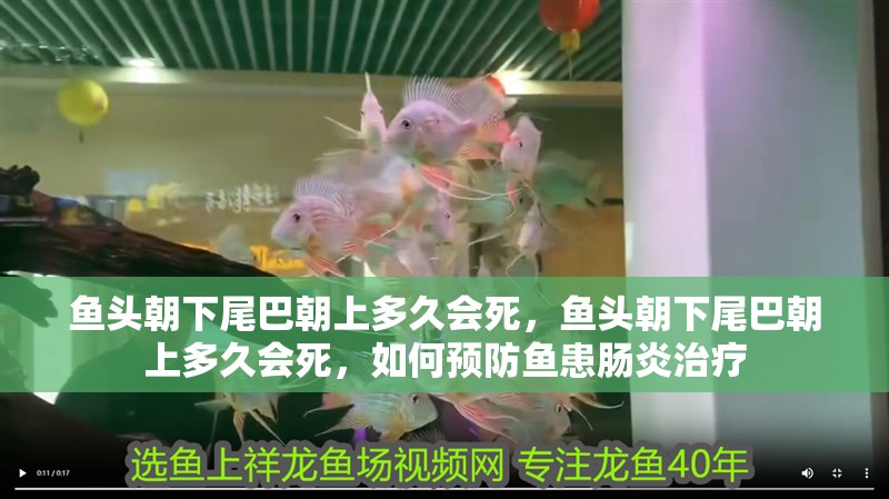 魚頭朝下尾巴朝上多久會死，魚頭朝下尾巴朝上多久會死，如何預防魚患腸炎治療