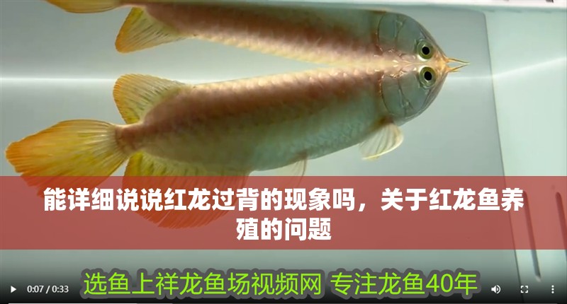 能詳細說說紅龍過背的現(xiàn)象嗎，關于紅龍魚養(yǎng)殖的問題