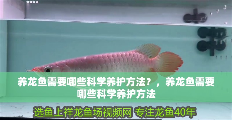 養龍魚需要哪些科學養護方法？，養龍魚需要哪些科學養護方法