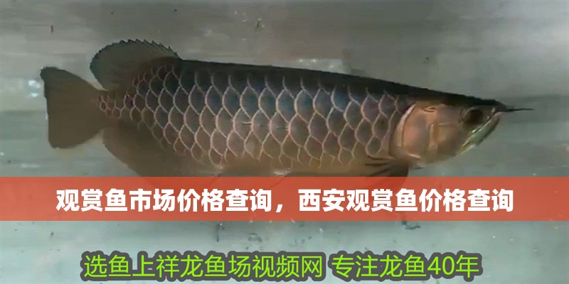 觀賞魚市場價(jià)格查詢，西安觀賞魚價(jià)格查詢