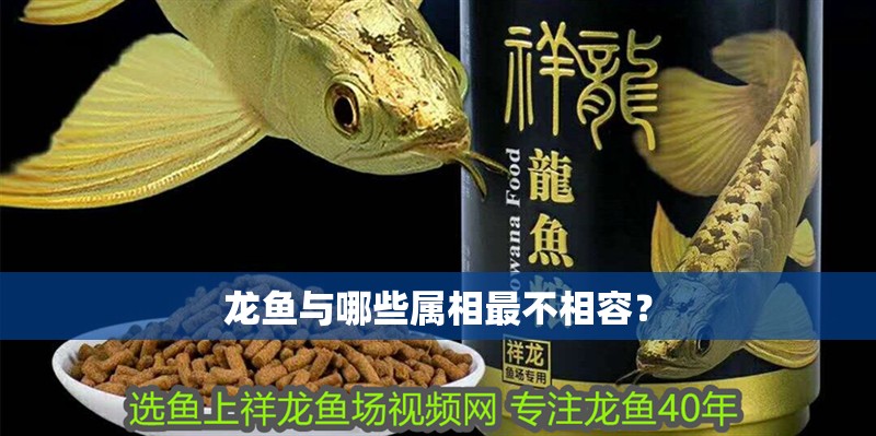 龍魚與哪些屬相最不相容？