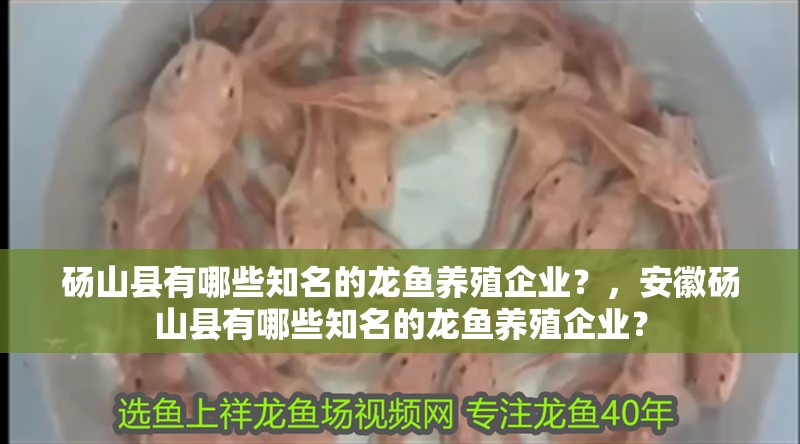碭山縣有哪些知名的龍魚養殖企業？，安徽碭山縣有哪些知名的龍魚養殖企業？