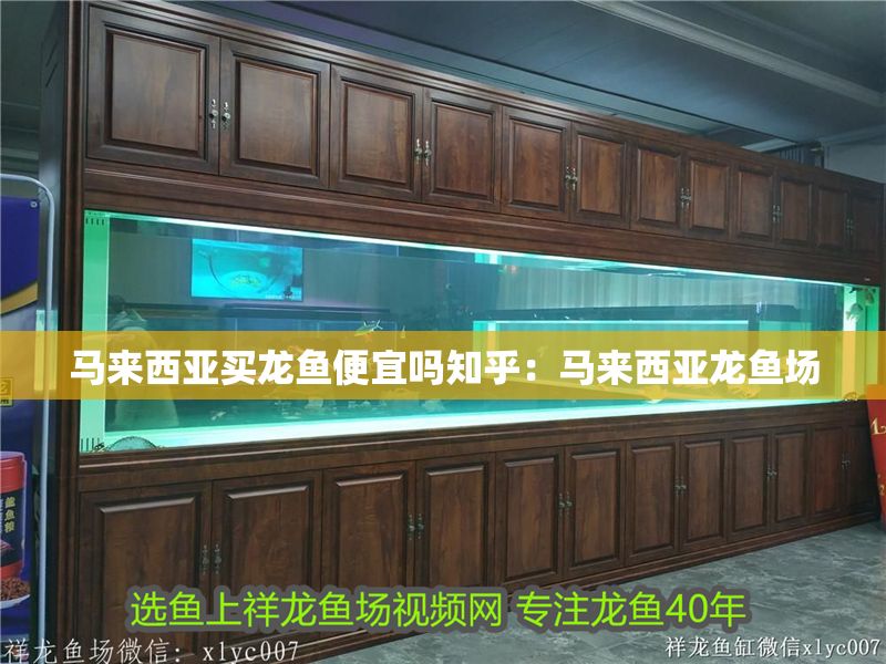 馬來西亞買龍魚便宜嗎知乎：馬來西亞龍魚場