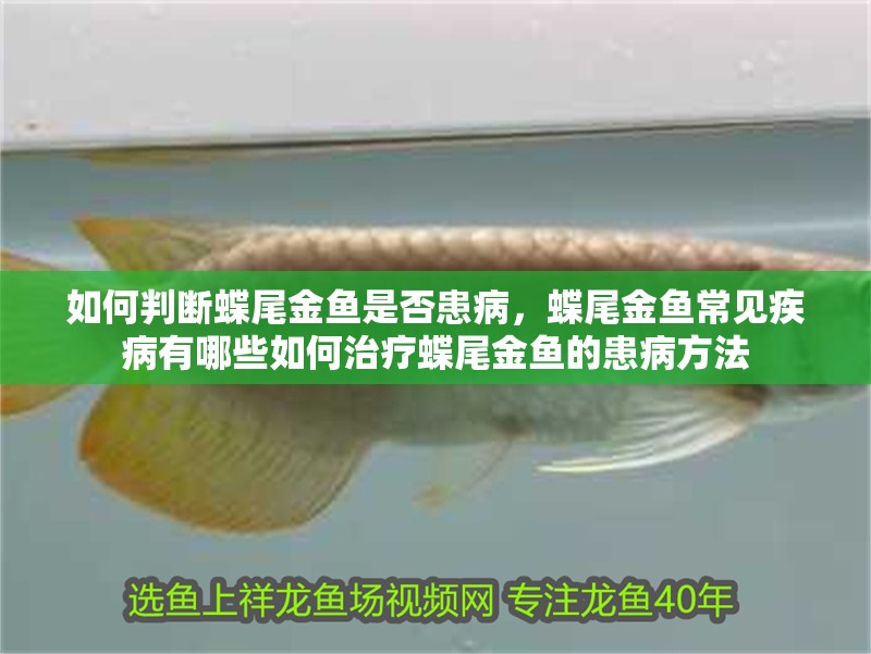 如何判斷蝶尾金魚是否患病，蝶尾金魚常見疾病有哪些如何治療蝶尾金魚的患病方法