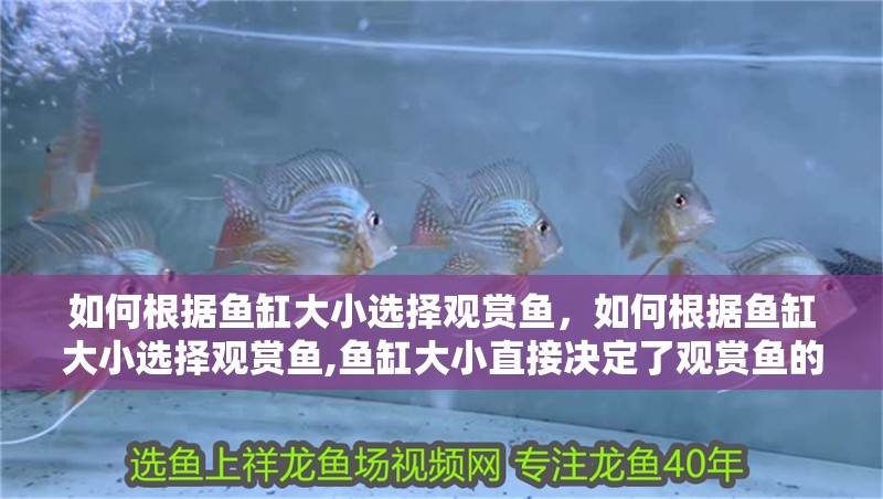 如何根據魚缸大小選擇觀賞魚，如何根據魚缸大小選擇觀賞魚,魚缸大小直接決定了觀賞魚的生存質量與生長潛力
