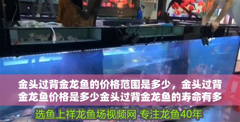 金頭過背金龍魚的價格范圍是多少，金頭過背金龍魚價格是多少金頭過背金龍魚的壽命有多長