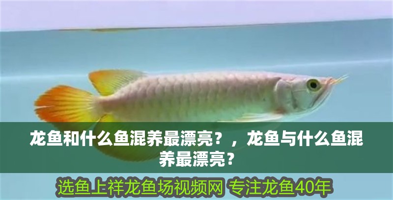 龍魚和什么魚混養最漂亮？，龍魚與什么魚混養最漂亮？