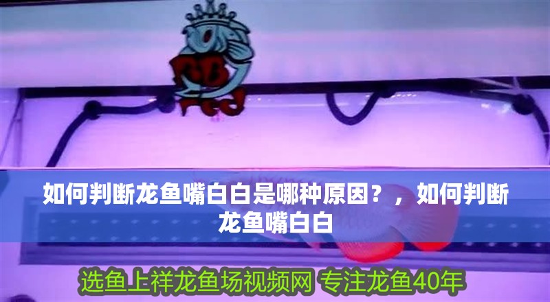 如何判斷龍魚嘴白白是哪種原因？，如何判斷龍魚嘴白白