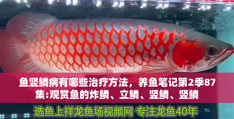 魚豎鱗病有哪些治療方法，養魚筆記第2季87集:觀賞魚的炸鱗、立鱗、豎鱗、豎鱗