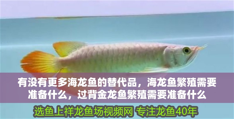 有沒有更多海龍魚的替代品，海龍魚繁殖需要準(zhǔn)備什么，過背金龍魚繁殖需要準(zhǔn)備什么