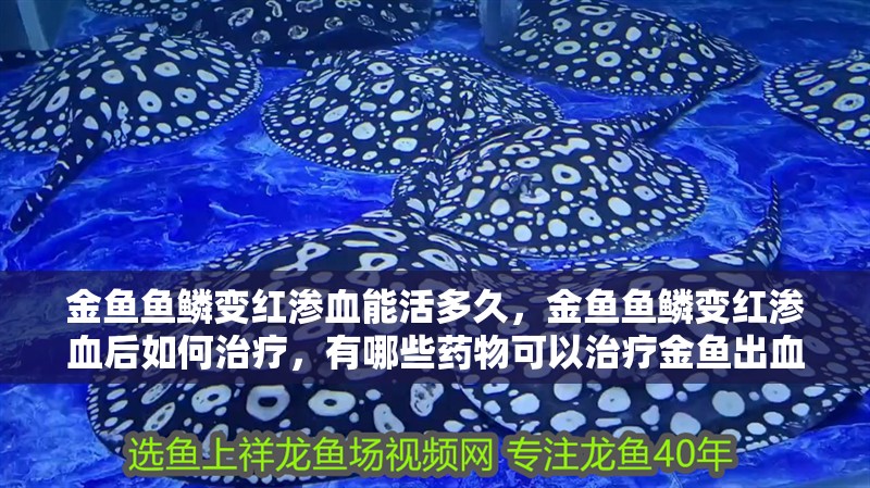 金魚魚鱗變紅滲血能活多久，金魚魚鱗變紅滲血后如何治療，有哪些藥物可以治療金魚出血病