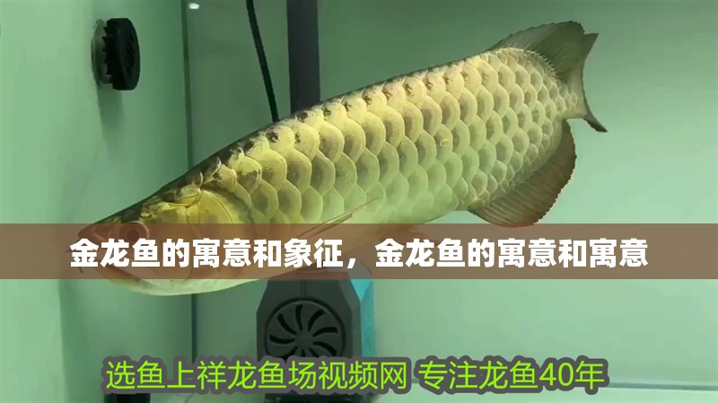 金龍魚的寓意和象征，金龍魚的寓意和寓意