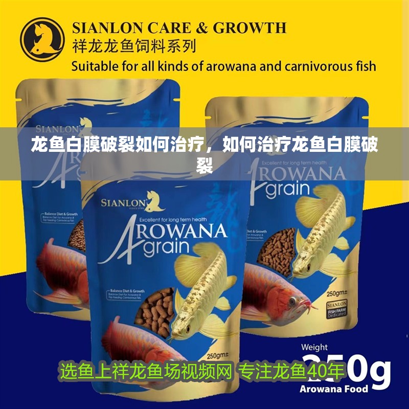 龍魚白膜破裂如何治療，如何治療龍魚白膜破裂