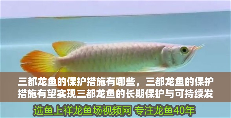 三都龍魚的保護(hù)措施有哪些，三都龍魚的保護(hù)措施有望實(shí)現(xiàn)三都龍魚的長期保護(hù)與可持續(xù)發(fā)展