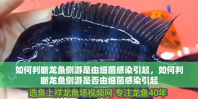 如何判斷龍魚側游是由細菌感染引起，如何判斷龍魚側游是否由細菌感染引起