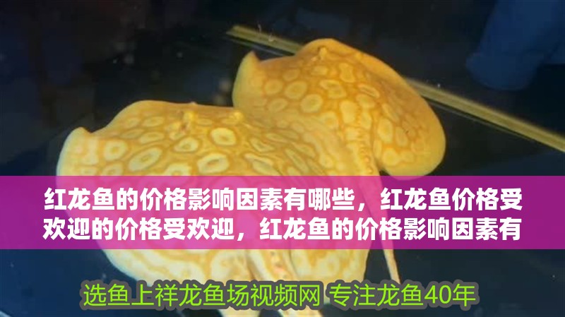 紅龍魚的價格影響因素有哪些，紅龍魚價格受歡迎的價格受歡迎，紅龍魚的價格影響因素有哪些