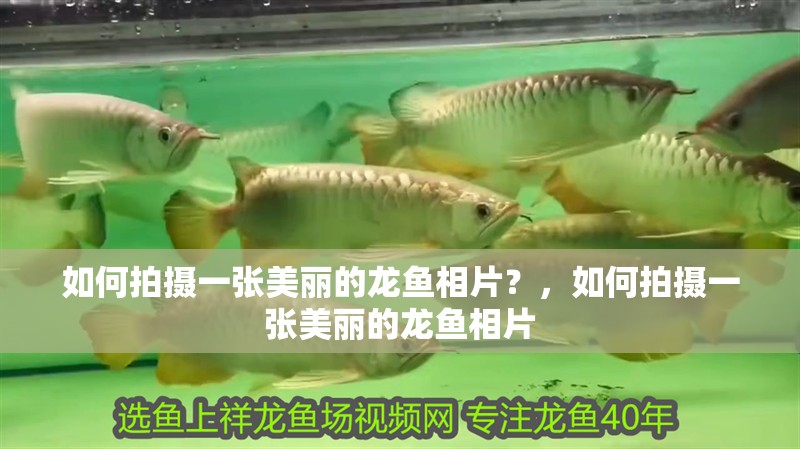 如何拍攝一張美麗的龍魚相片？，如何拍攝一張美麗的龍魚相片