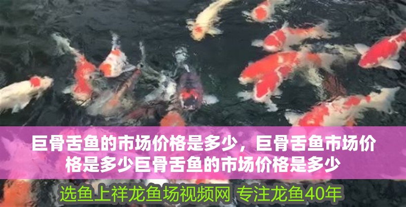 巨骨舌魚的市場(chǎng)價(jià)格是多少，巨骨舌魚市場(chǎng)價(jià)格是多少巨骨舌魚的市場(chǎng)價(jià)格是多少