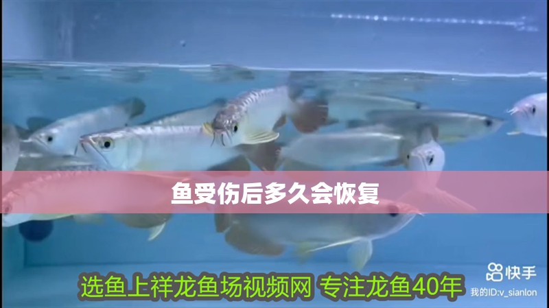 魚受傷后多久會(huì)恢復(fù)
