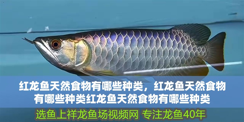 紅龍魚天然食物有哪些種類，紅龍魚天然食物有哪些種類紅龍魚天然食物有哪些種類
