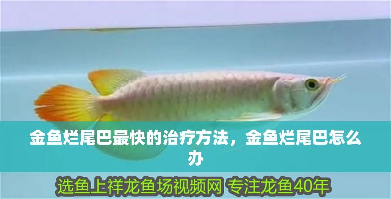 金魚爛尾巴最快的治療方法，金魚爛尾巴怎么辦
