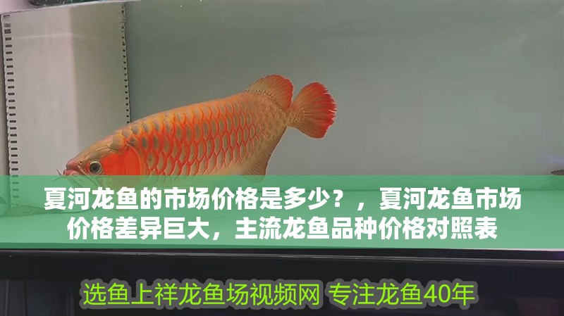 夏河龍魚的市場價格是多少？，夏河龍魚市場價格差異巨大，主流龍魚品種價格對照表