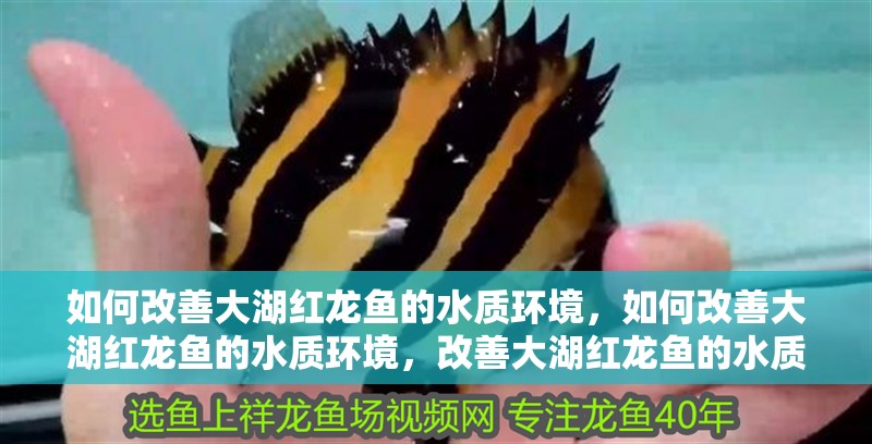 如何改善大湖紅龍魚的水質環境，如何改善大湖紅龍魚的水質環境，改善大湖紅龍魚的水質環境