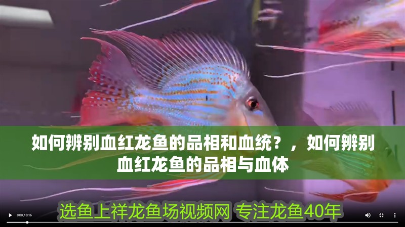 如何辨別血紅龍魚的品相和血統？，如何辨別血紅龍魚的品相與血體