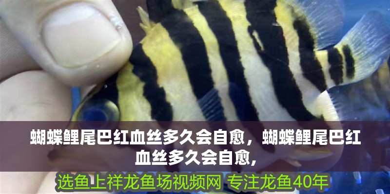 蝴蝶鯉尾巴紅血絲多久會自愈，蝴蝶鯉尾巴紅血絲多久會自愈,