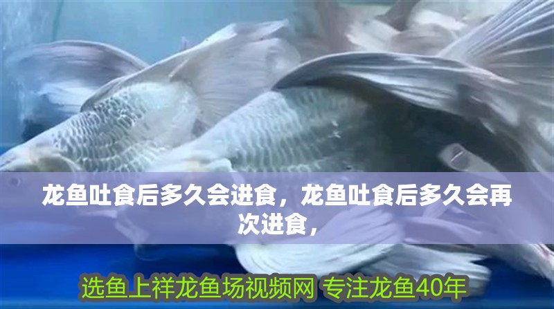 龍魚吐食后多久會進(jìn)食，龍魚吐食后多久會再次進(jìn)食，
