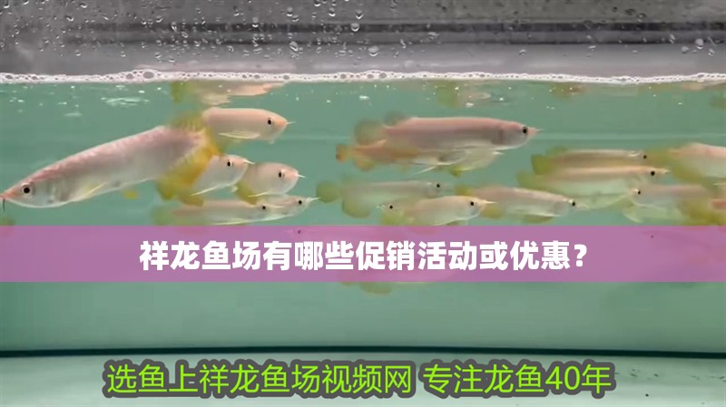 祥龍魚場有哪些促銷活動或優惠？