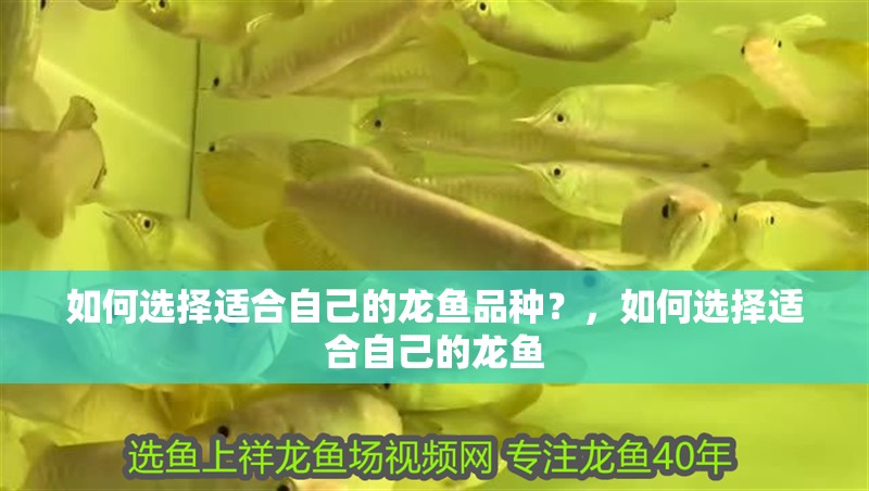 如何選擇適合自己的龍魚品種？，如何選擇適合自己的龍魚