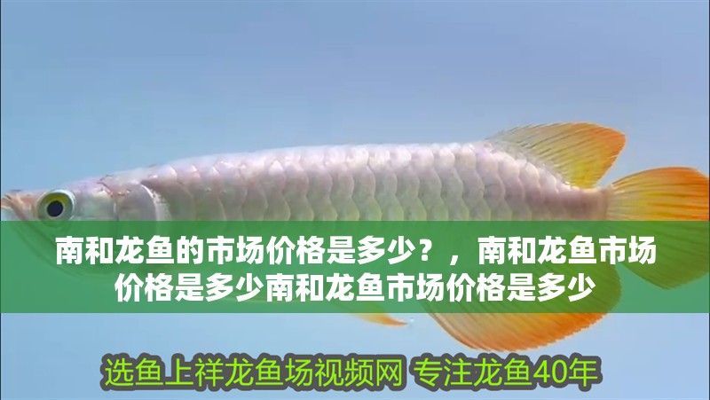 南和龍魚的市場價格是多少？，南和龍魚市場價格是多少南和龍魚市場價格是多少