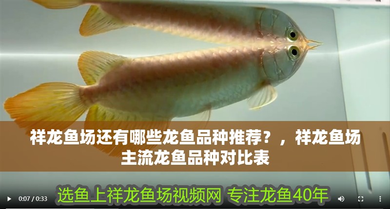 祥龍魚場還有哪些龍魚品種推薦？，祥龍魚場主流龍魚品種對比表