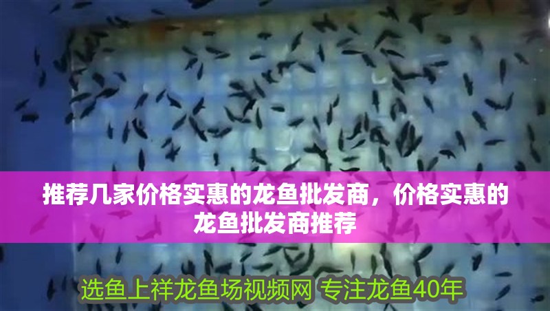 推薦幾家價格實惠的龍魚批發商，價格實惠的龍魚批發商推薦