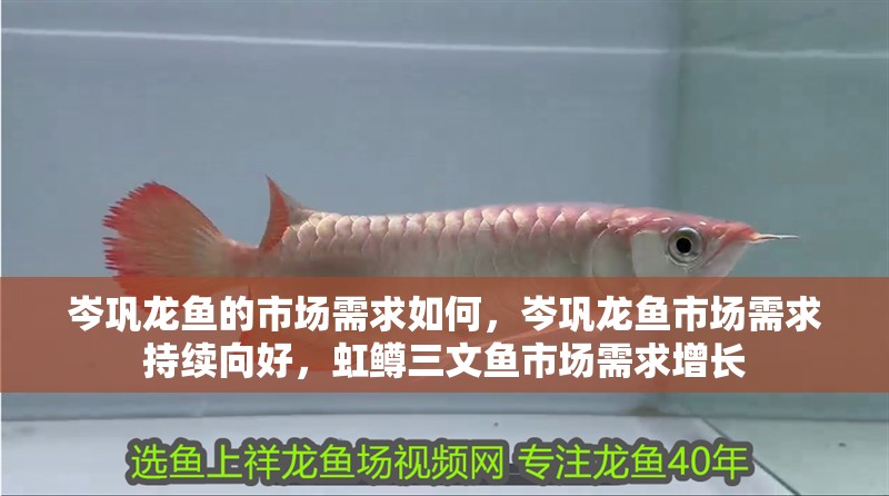 岑鞏龍魚的市場需求如何，岑鞏龍魚市場需求持續向好，虹鱒三文魚市場需求增長