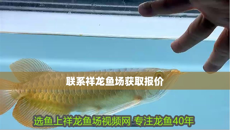 聯(lián)系祥龍魚(yú)場(chǎng)獲取報(bào)價(jià)