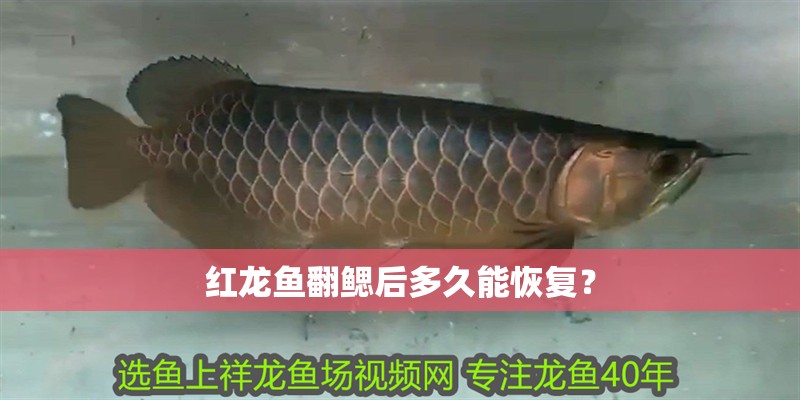 紅龍魚翻鰓后多久能恢復(fù)？