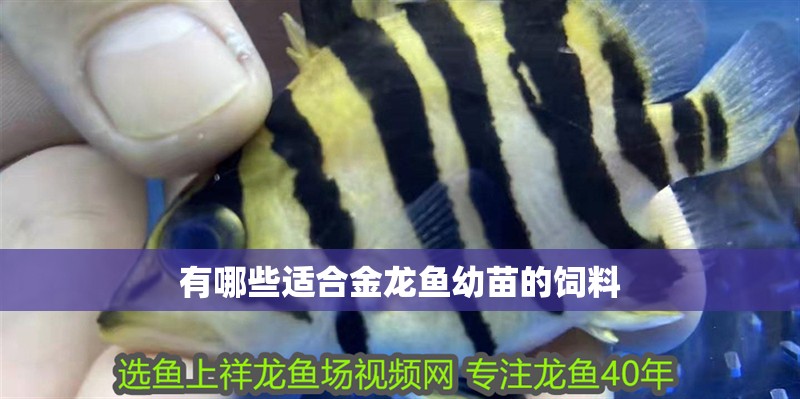 有哪些適合金龍魚幼苗的飼料