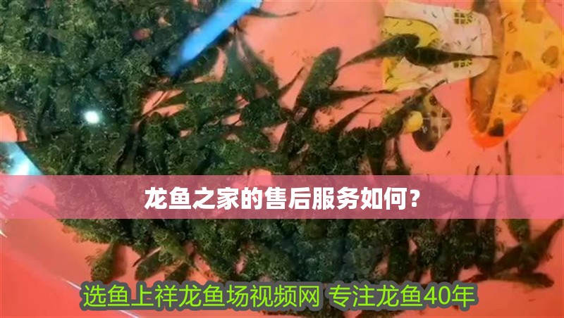 龍魚之家的售后服務如何？