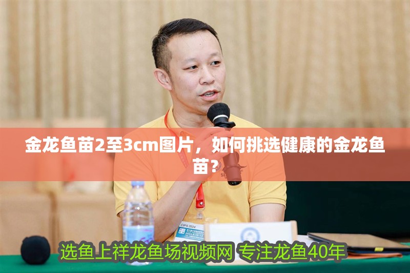 金龍魚苗2至3cm圖片，如何挑選健康的金龍魚苗？