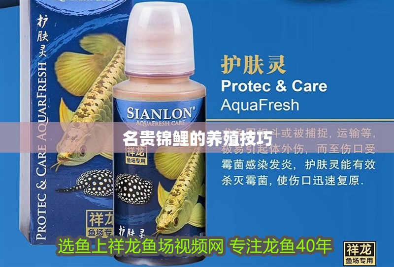 名貴錦鯉的養殖技巧