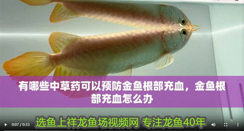 有哪些中草藥可以預防金魚根部充血，金魚根部充血怎么辦