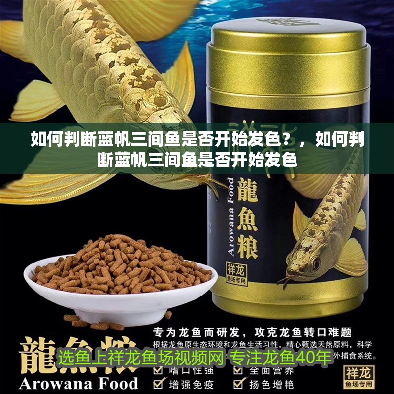 如何判斷藍帆三間魚是否開始發色？，如何判斷藍帆三間魚是否開始發色