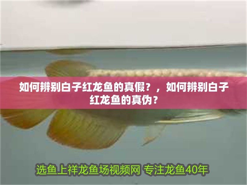 如何辨別白子紅龍魚的真假？，如何辨別白子紅龍魚的真偽？