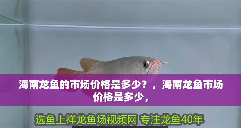 海南龍魚的市場(chǎng)價(jià)格是多少？，海南龍魚市場(chǎng)價(jià)格是多少，