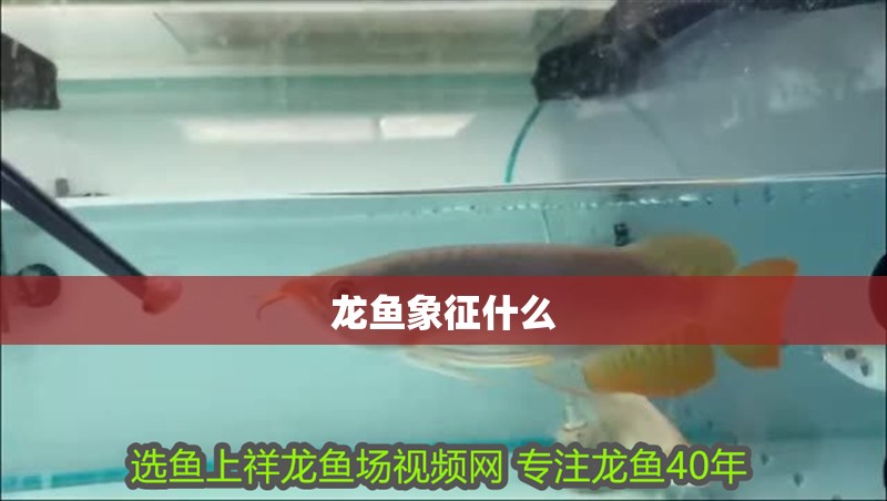 龍魚象征什么